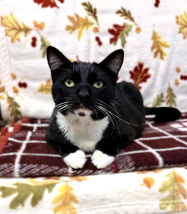 /Images/uploads/Friends of Seal Beach Animal Care Center/2025sbacc/entries/31924thumb.jpg